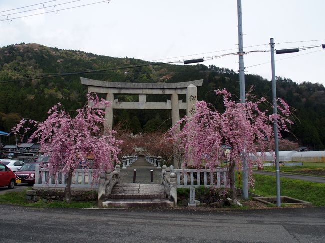 滋賀県木之本にある伊香具神社、海津大崎に出かけて来ました<br />伊香具神社の八重桜は4月中旬ごろが見頃ですが、一部咲いていました<br />海津大崎の桜も満開で一部散り始めていました<br />海津大崎桜スポットまでは交通規制（4/7,4/8）と渋滞が激しく、近くまでしか行けませんでした<br />奥びわ湖パークウェイからつづら尾崎、二本松までは1方通行で海津大崎まで通り抜けが出来ず、周辺はキャンプ場多数ありました<br />海津大崎へは反対側、西浜からの侵入のみで一方通行でした<br />船の花見客が多いようで、遊覧船のりばがいくつかありました<br />伊香具神社から海津大崎までの間に道の駅塩津海道あぢかまの里、道の駅マキノ追坂峠の2か所ありますが今回は立ち寄れませんでした<br /><br />伊香具神社<br />［伊香具神社と天女］天女を妻にした伊香刀美（いかとみ）といつ人物の物語が残されています。伊香具神社の祭神伊香臣命（いかつおみ）はこの人物であり、のちに伊香地方に栄えた豪族「伊香連」の先祖だと云うことです。<br />また余呉には天女を妻にした桐畑太夫の話があり、天女の産んだ子供は長じて菅原道真公になったという伝説が残されています。 <br />(木之本観光案内所ＨＰより)<br /><br />海津大崎<br />「日本のさくら名所100選」にも選ばれています。樹齢80年を越える老桜から次世代へ引き継ぐ若木まで約800本の華麗なソメイヨシノがびわ湖岸延々約4kmにわたり桜のトンネルをつくります。例年の見頃は4月10日前後となり、近畿圏では遅咲きの桜名所として知られています。海津大崎は、琵琶湖八景「暁霧・海津大崎の岩礁」としても知られる景勝地で、びわ湖随一の岩礁と、湖の碧、遠くに望む竹生島、その景色のコントラストは美しく毎年多くの花見客で賑わいます。(高島市観光情報ＨＰより)<br /><br />伊香具神社　Ｐ少ない、ＪＲ木之本駅から2ｋｍ<br />滋賀県長浜市木之本町大音688<br /><br />想古亭源内　Ｐ無料　<br />滋賀県長浜市木ノ本町大音1529-1<br /><br />糸とり資料保存館　<br />三味線、琴糸の原糸はここ大音、西山の二つの里で今も昔ながらの製法で作られています。現在は二つの里で僅か４軒しか残っていません。これは毎年6月中旬より8月上旬頃までの季節作業です。資料館ではこの製糸に用いる諸道具を揃えて陳列しています。製糸をしているところをご覧になりたい方には実演を見学して頂けます。（要予約） <br />■お問い合わせ／想古亭源内 TEL：0749-82-4127<br />■入館料／100円<br />※ただし実演見学の場合、30名まで1回実演料4000円。1名増すごとに100円追加<br />■休館日／12月1日～3月31日<br />(想古亭ＨＰより)