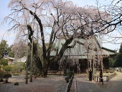 2018千葉県山武市へ観桜ドライブ