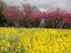 ２０１８埼玉の桃源郷、中川やしお 花桃まつり