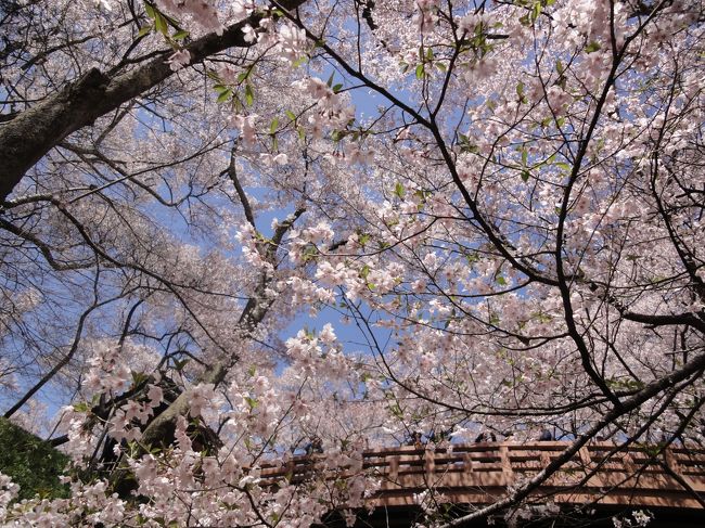 <br />　高遠城址公園の桜見に行って来ました<br />　自宅を朝8時半に出発し高速道路で向かい<br />　途中渋滞も無く順調に午前11頃到着しました。<br />　園内は満開で素晴らしい花見でした。<br /><br />