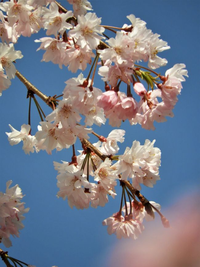 神戸市北区のしあわせの村は２０５ヘクタールの広大な敷地の総合福祉センターで、日本庭園ではこの時期桜は散ったが少し遅れて咲くベニシダレがちょうど満開。<br />その他村内のあちこちでは色んな花々が見ごろで、ウォーキングがてら一周し春を満喫できた。