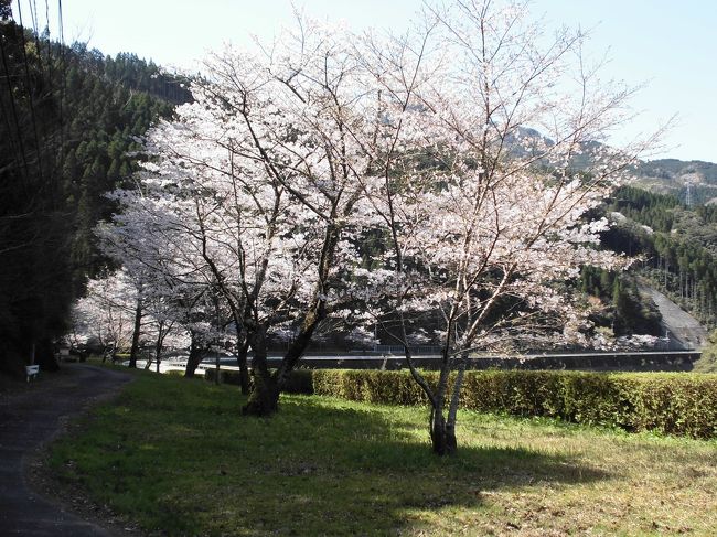 　今年は桜が早かったので少し遅れたかなと心配しながら、出かけました。日向市から西に向かって美郷町方面に行くと見事な桜並木が見られます。昨年は行きそびれたので今年は是非見たいと思っていました。桜は終わっていなくて間に合いました。桜をゆっくり眺めて、西郷温泉に寄ってみました。温泉には入りませんが、とても眺望がいいので気に入っています。少し早い時間だったので売店も開いていませんでした。<br />　帰りに道の駅とうごうによって大好きなチーズ饅頭を買いました。日向市でお昼を食べて楽しい半日のドライブでした。