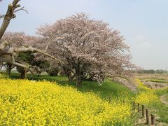 ２０１８桜舞う関宿城、中の島公園、関宿水門