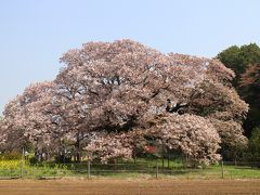 ２０１８吉高の大桜、佐倉チューリップフェスタ