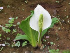 今年初めての秩父ハイキング③武州日野で水芭蕉を見る