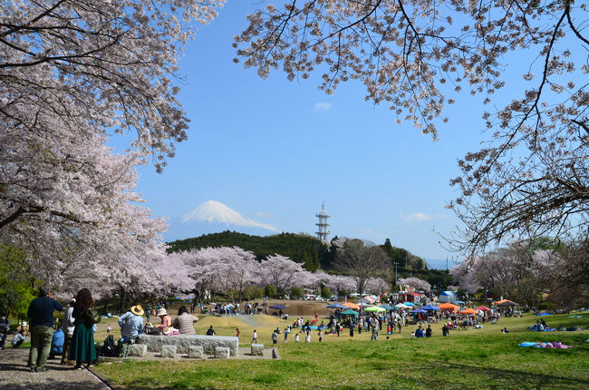 岩本山公園で桜と富士山を撮ろうと“絶景★富士山 まるごと岩本山”(02月01日～04月08日)開催中の岩本山に来ました。<br /><br />★富士市役所のHPです。<br />http://www.city.fuji.shizuoka.jp/<br /><br />★りぷす富士のHPです。<br />http://www.fuji-kousya.jp/