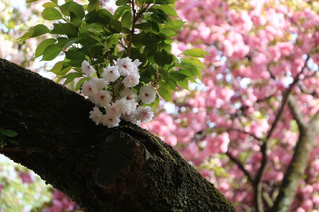 4/9、新宿御苑ではソメイヨシノからバトンを引き継いだ八重桜が見頃をむかえていました・・・<br />