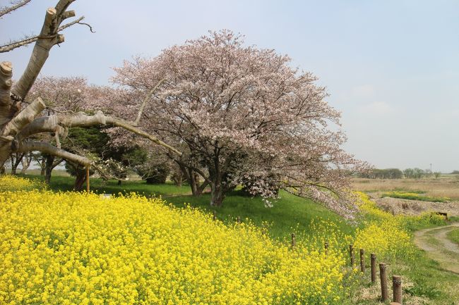桜が満開になりどこかに出かけたい気持ちになり、江戸川沿いをドライブして関宿城まで行きました。博物館は二度目になります。中の島公園を歩き関宿水門まで行きました。江戸川もこのあたりは緑が豊かで気持ちのいい時間がすごせました。天気がよく江戸川の土手の菜の花がきれいでした。