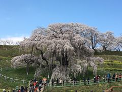 [2018年4月] 桜紀行  三春滝桜 福島県田村郡三春町