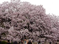 咲き急ぐ桜を追いかけて～新宿御苑の八重桜