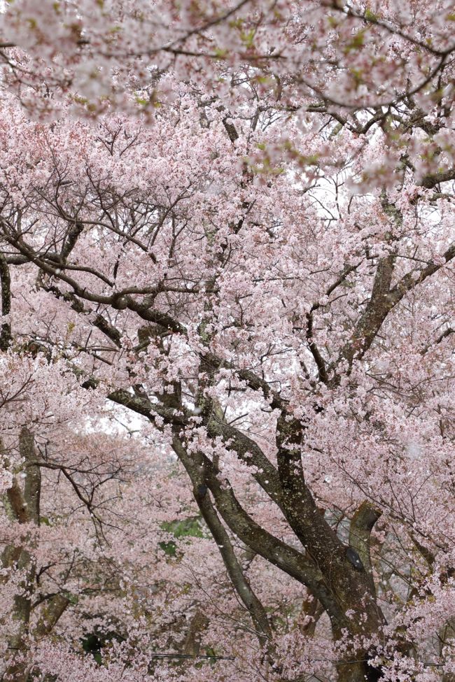 各地で桜の便りを目にし、<br />今年もどこへ行こうか･･･思案しておりましたが、<br />休みのタイミングに合わせ、<br />その日、その時、思い付きで桜を求めてお出掛けしました。<br /><br />①東山植物園（愛知県名古屋市） 3/29<br />②はままつフラワーパーク（静岡県浜松市）4/7<br />③高遠城址公園（長野県伊那市） 4/11<br /><br />何れも満開～散り始め。<br />目の前に広がる光景は、桜がふわ～と舞い上がり、<br />思わず足を止め、見惚れてしまいます。<br /><br />花を愛でながら、のんびりと過ごしたひと時。<br />写真で綴る思い出日記。<br /><br />では、はじまり。<br /><br />