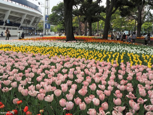 毎年楽しみにしている横浜公園のチューリップが例年よりも早く満開となりました。<br />今年で40回目となる「よこはま花と緑のスプリングフェア」の「横浜公園チューリップ祭り」では、69種類16万本といわれるチューリップが楽しめます。<br /><br />昨年に続き開催されているGarden Necklace YOKOHAMA 2018と第40回「よこはま花と緑のスプリングフェア」2018の関係がよく分からないのですが、カラフルなチューリップが楽しめるのは変わりません。<br /><br />この日は強風が吹き荒れ、チューリップも揺れまくっていましたが、見頃を逃すといけないので出掛けてきました。<br />メインは横浜公園、山下公園ですが、日本大通り、象の鼻パークなどで様々なイベントが開催されています。<br />