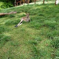 【初オーストラリア！4泊6日の旅】１日目<2018/3/30-4/4>