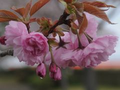 小野・桜づつみの八重桜