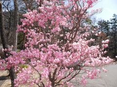 春の塩原②☆おやど小梅や、七つ岩吊橋、那須千本松牧場さくら祭り☆2018/04/07