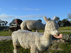 初・メルボルン 動物に触れあう旅 ５泊７日 パート5