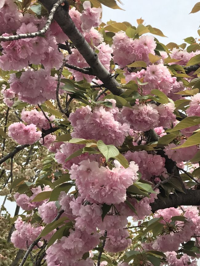 お天気の良さに誘われて 造幣局桜の通り抜けに行ってきました。<br /><br />国内外の観光客で予想通り混雑していました。<br /><br />数々の八重桜は時期を過ぎたものもありましたが ほとんどが満開 <br /><br />で見事 とても綺麗でした。 <br /><br />