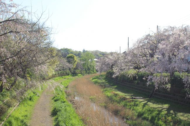 東京都の一級河川「野川」・・・<br />と言っても有名な「多摩川」と比べると小さな小さな川です。<br />その流れは国分寺市から始まり世田谷区の二子多摩川で多摩川に合流します。<br /><br />野川の上流域は20年程前に遊歩道等を整備し良い散歩コースとなりました。<br />樹齢20年程度の、やや若いソメイヨシノが咲き乱れます<br /><br />上流域の様子はこちら<br />2018年3月25日：2018年3月25日：桜満開の野川西之橋散策<br />　https://4travel.jp/travelogue/11346325<br /><br />桜と言えばソメイヨシノではありますが、小金井市の中前橋から武蔵野公園西端の小金井新橋までは枝垂れ桜が植樹されています。<br />ここの枝垂れ桜の見頃はソメイヨシノより遅いので、野川では「ソメイヨシノ」の次は「枝垂れ桜」と花見を複数回楽しむことが出来ます。<br /><br />今年は3月に入ってから高温が続きソメイヨシノ共々開花が早くなってしまい、見頃を逃してしまいましたが、毎年楽しみにしているので、今年も散策に出かけました。<br /><br />その後、所用で武蔵境に出かけ、美味しい長崎ちゃんぽんのお店「じげもんとん」を発見しました<br /><br /><br />※つたない文章＆写真ではありますが、是非最後までお付き合いください