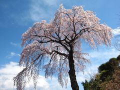 ’１８　福島 桜＆100名城さんぽ５　三春の桜とまちめぐり～二本松 杉野家のなみえ焼きそば