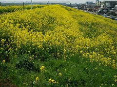 三郷（菜の花）～飛鳥山公園（桜）～とげぬき地蔵～赤羽（せんべろ）