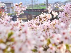 京都～宇治の地から眺める緑色の国鉄型車両103系と満開な桜の風景を探しに訪れてみた
