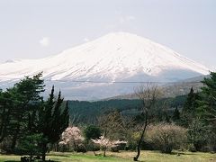 満開の桜　　　ＩＮ　　富士霊園