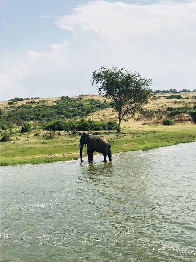 12月中旬に10日間の日程で東アフリカに野生動物を見る一人旅に出かけました。<br />ルワンダとウガンダ両方のゴリラトレッキングに参加したかったので、<br />既存のツアーではなく、ウガンダで日本人が経営されている旅行会社 グリーンリーフツーリストさんに旅のアレンジをお願いしました。<br /><br />2017/12/15 成田発 ドバイ経由 <br />12/16 ルワンダ キガリ着<br />12/17 ヴォルカン国立公園ゴリラトレッキング<br />12/18 ウガンダへ陸路で移動<br />12/19 ブウィンディ国立公園ゴリラトレッキング<br /> コミュニティウォーク<br />12/20 クイーンエリザベス国立公園<br /> リバークルーズ