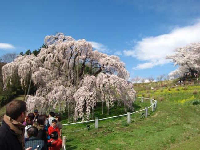 白河小峰城で行われるプロジェクションマッピングイベントに行くついでに福島にある３つの日本１００名城も見てきました。いつもの年より桜の咲く時期が早く桜も見ごろだったのでついでに三春の滝桜や花見山にも行き、行ってみたかった玉子湯にも行ってきました。<br /><br />★４の旅行記散歩ルート<br />新白河駅→郡山駅→三春駅→バスで三春滝桜へ→三春グルメンチ→バスで三春町役場<br /><br />１．桜が満開の白河小峰城<br />２．とら食堂と白河桜さんぽ<br />３．はるか2018 ～白河小峰城プロジェクションマッピング<br />４．日本三大桜の三春滝桜を見に行く←★今ここ<br />５．三春の桜とまちめぐり～二本松 杉野家のなみえ焼きそば<br />６．高湯温泉 旅館玉子湯に宿泊（お風呂めぐり～夕食）<br />７．旅館玉子湯宿泊②（朝風呂～朝食）<br />８．餃子の照井～花見山 ①（60分コース散策）<br />９．花見山②（花の谷コース～空と花）～珈琲グルメ<br />10．鶴ヶ城ライトアップ<br />11．桜の咲く鶴ヶ城①（天守閣内部・南走長屋 ＶＲシアター・干飯櫓）<br />12．桜の咲く鶴ヶ城②（天守閣の周辺散策）<br />13．二本松城と二本松さんぽ