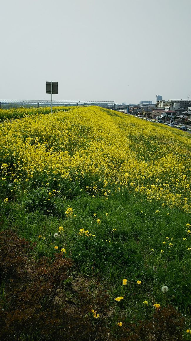 2日目は三郷にある菜の花ロードからスタート<br /><br />武蔵野線三郷駅から、川に向かって歩いて行くと、菜の花畑が見えます。<br />江戸川沿いに菜の花がず～っと咲いていて綺麗でした。<br />飯山の菜の花と違って距離が長いです。<br /><br />武蔵野線三郷駅から新松戸駅へ<br />常磐線に乗りかえて、町屋まで<br />町屋から都電荒川線で飛鳥山公園～庚申塚（とげぬき地蔵）～<br />王子駅前～京浜東北線王子駅～赤羽で昼のみしてきました。