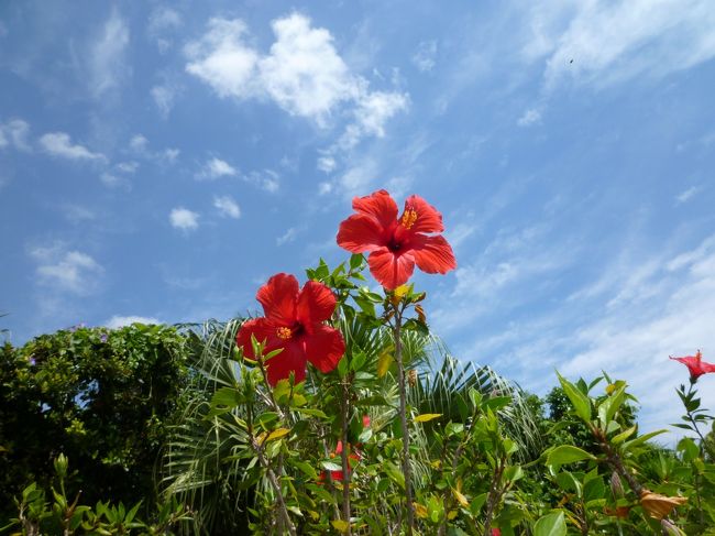 2年ぶり、南国ならではの季節感が感じられた梅雨入り前のうりずんの石垣島へ。<br />今まではなかなか天気に恵まれない旅が続いていたのですが、今回は最終日以外は晴天。<br />まさに「潤い始め」の爽やかな時期に遭遇しました。<br /><br /><br />予約は楽天トラベルにて、昨年、12/20予約。2018/4/7~ 2018/4/11(5日間)<br />高松空港発 11:40発 ⇒ 沖縄(那覇)空港着 13:45着<br />沖縄(那覇)空港発 14:40発 ⇒ 石垣空港着 15:40着<br />大人: 45,900円 × 2人 【ANA楽パック】12月4日から5月31日のご出発に使える7,000円クーポン利用<br />
