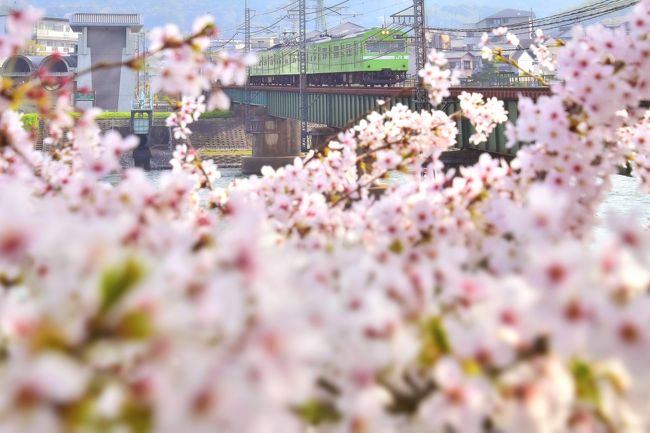 JR奈良線に未だ現役で運用されている緑色の国鉄型車両103系と、満開な桜が咲き広がる風景を探しに、京都～宇治の間を散策してみました。