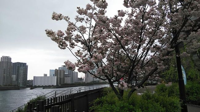 江東区の街歩きガイドサービスで佃のサクラ、石川島、越中島、墨田川を経て大横川の護岸のサクラ並木を通り門前仲町まで<br />2時間半ほどの街歩きです。<br />佃児童公園の桜な前日の風にもかかわらず残っていましたが、例年になく早い桜の開花で葉桜見物になりました。<br />穴場だそうで来年はこちらで花見をしましょう、<br /><br />中央区から相生橋を渡ると江東区、石川島や豊洲のビル群、東京海洋大学の明治丸も見えました。<br />明治丸の記念館と明治丸の見学説明に1時間ほど時間がありましたが、船の模型、計器や機械の展示物。<br />明治丸を説明を受けながらの訪問は楽しく興味が溢れました。<br />時間があればゆっくり見たい、ジェノバやラスペッチアの海洋博物館同様のものが日本にもありました。<br />当時の建造費は大変だったそうです。。<br />開国当時列強の船が日本に押し寄せ燈台の建造管理が急務であった。。<br />天皇も乗れる船、豪華さも必要。<br />最新の12ノットというスピードにこだわる。<br />そりゃーお高いでしょう！<br />でもそのおかげで小笠原諸島が日本の領土になったとか。<br />当時小笠原諸島は領有が確定されておらず、日本が12ノットで急いで行って到着し居住して日本の領土になりました。二日後にイギリスが到着したそうですが。今日本の海が広いのは明治丸の御蔭です。<br />大発見、又行こうと思います。<br />石川島から送られた大きな怒りがある入口から入り隅田川沿いを歩きます桜は終わっていましたがツツジや薔薇<br />の花盛りのどかで広い道がありランニングやベンチで休む人たちもいました。大島水門を横に見て<br />桜が咲いていれば石川島や佃のサクラが目の前です。<br />大横川の護岸のサクラの並木、すごい目の前に千鳥ヶ淵のような光景が広がります。<br />葉桜が！<br />和船も観光用に運行していました。上がりは門前仲町。<br />今回のツアーは500円の保険代がかかりますが江東区の文化観光ガイドさん達のボランテイアです。<br />2名以上ならいつでも受け付けてくれるそうです。<br />コースもいろいろありますよ。