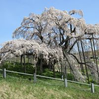 アクアマリンふくしま・スパリゾートハワイアンズのあと三春の滝桜などを満喫する旅