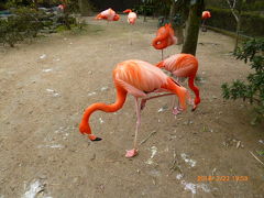 人気の動物園　「到津の森公園 」（’18年2月）