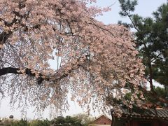 半年ぶりソウルは寒すぎた 2日目