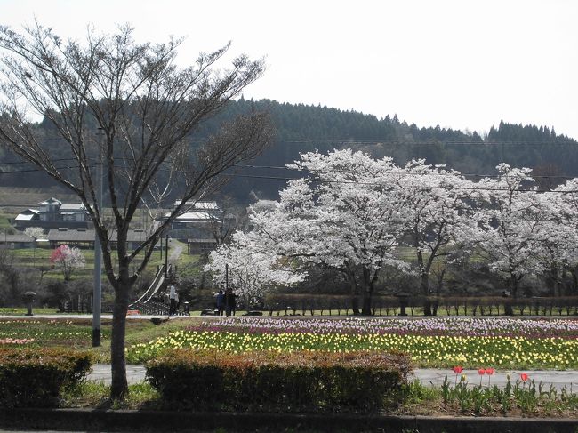 　昨日に続いて桜を見に行きました。北に向かって大分県の豊後大野市・佐伯市方面でよく行く道の駅を巡りました。最初は道の駅「きよかわ」です。こちらの駐車場の桜が満開でとてもきれいでした。野菜やパンなどを買いに来る人が多いようです。時期になると名産の桃を買う人が行列になります。おそば屋さんや豊後牛のレストランなどもあります。<br />　桜を満喫した後は原尻の滝へ行きました。もうすぐチューリップ祭りなので準備中でした。いくらか咲いていました。<br />ここのジェラートが美味しいので時々たべに来ます。今回もダブルでいただきました。季節の桜と苺のジェラートです。<br />　帰りには道の駅宇目に寄ってレストラン「うめりあ」でお昼にしました。夫はいつもカレーですが私は今回季節限定の桜トーストをいただきました。ここも桜がきれいでしだれ桜も咲いていました。<br />　花の季節になると本当に青空が嬉しいです。<br />　