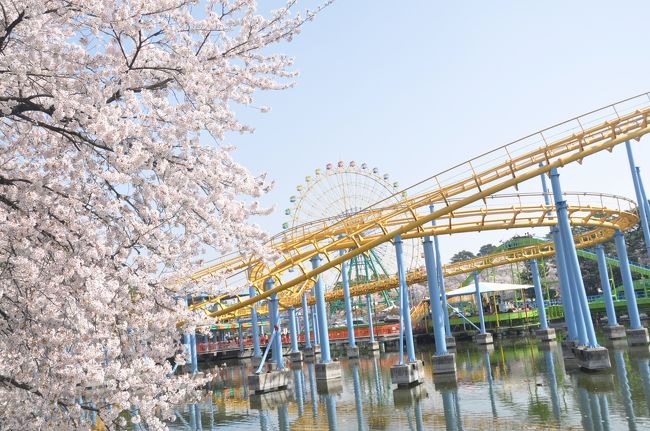 伊勢崎市にある華蔵寺公園で4月1日から「華蔵寺公園花まつり」がスタート<br /><br />折しも桜が満開なので行って来ました。<br /><br />この時期かなりの混雑が予想されるのでチャリにして正解。<br /><br />一人なので写真を撮りながら一回りして帰ってきました。