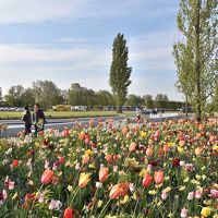 2017年（1）＜オランダ ＞花と絵の鑑賞1日旅 キュ－ケンホフ公園とマウリッツハイス美術館 