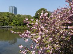 新宿御苑・日本庭園のサクラ_2018_遅咲きのサクラと綺麗な新緑を楽しめました。（新宿区・内藤町）