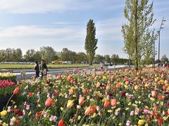 2017年（1）＜オランダ ＞花と絵の鑑賞1日旅 キュ－ケンホフ公園とマウリッツハイス美術館 