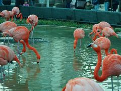 *:.,.:散歩日記　～上野動物園～*:.,.: