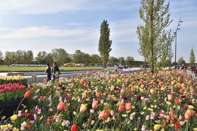 5月3日 ANA共同運航便（ﾙﾌﾄﾊﾝｻﾞ航空) <br />羽田空港 12：30発   ﾌﾗﾝｸﾌﾙﾄ空港経由 ｱﾑｽﾃﾙﾀﾞﾑ ｽｷﾎﾟ-ﾙ空港 22：15着 <br />シチズン エム ホテル アムステルダム エアポート宿泊   空港から800m<br /><br />5月4日 <br />事前にバスと公園へ入場できるコンビチケットをネットで購入<br />858番 ﾊﾞｽ でｽｷﾎﾟ-ﾙ空港バス停 8：29 発 しｷｭ-ｹﾝﾎﾌ公園 へ 9：20着<br />8時5分頃に並んだら席に座れた。<br /><br />ｷｭ-ｹﾝﾎﾌ公園 ﾁｭ-ﾘｯﾌﾟなど2時間程花見をした。<br />風車から外側のﾁｭ-ﾘｯﾌﾟ球根用の花は終わっていて刈り取られていた、<br />ﾁｭ-ﾘｯﾌﾟ以外にも温室に蘭がありｲﾁｺﾞやｱｲｽｸﾘ-ﾑのｽﾀﾝﾄﾞ、食堂があって<br />軽食をとることができる。<br /><br />ﾃﾞﾝﾊ-ｸﾞに有るﾏｳﾘｯﾂﾊｲｽ美術館へ行きため854番 ｷｭ-ｹﾝﾎﾌ公園 <br />ﾗｲﾃﾞﾝ駅行き  11：30発に乗る（先のコンビチケットを使用）<br /><br />ﾗｲﾃﾞﾝ駅からﾃﾞﾝ ﾊ-ｸﾞ駅へ電車 に乗換え12：30頃到着。<br /><br />昼食は ﾏｳﾘｯﾂﾊｲｽ美術館に繋がっているﾏｳﾘｯﾂﾊｲｽ・ﾌﾞﾗｯｾﾘ- で食事。<br />雰囲気の良いﾚｽﾄﾗﾝで日本人の団体ツァ－が20名程あとから食事に<br />やってきてﾋﾞ-ﾙで乾杯の和風の宴会が始まった。<br /><br />近くで見ているとワインではなくビ－ルで始まる日本人の宴会は<br />現地西洋の雰囲気にそぐわなく何となく妙な気持ちになる。<br /><br />ﾏｳﾘｯﾂﾊｲｽ美術館は日本人のガイド付き団体ツァ－が3組ほど来ていて<br />日本人に人気の美術館になっていた。<br /><br />美術館はこじんまりとしているがﾌｪﾙﾒ-ﾙ、ﾚﾝﾌﾞﾗﾝﾄなど有名画家の良<br />い絵が多い。ただ修復によっては絵の色がきれいすぎる。<br />目的のフェルメ－ルの｢デルフトの眺望｣は実物を見て更に感動！<br />鑑賞時間は1時間位。<br /><br />帰りにﾋﾞﾈﾝﾎﾌ広場へ寄りｽｷﾎﾟ-ﾙへ電車で戻った。<br />次の目的地はﾎﾟﾙﾄｶﾞﾙのﾘｽﾎﾞﾝへ18：50分のﾎﾟﾙﾄｶﾞﾙ国営航空で出発。<br /><br />2017年（2） ポルトガル ＜リスボンとシントラ3宮殿巡り 1日旅＞<br />につづく<br /><br /><br /><br />