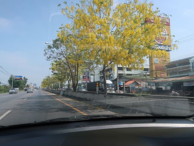 ☆　イカの買い出し<br />☆　パタヤに帰ります<br />☆　車窓からゴールデンシャワーの花が素晴らしい