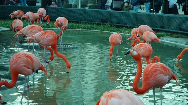 上野動物園を散歩。