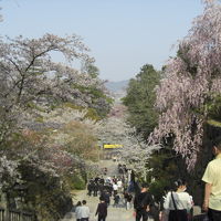 桜のこんぴらさん＆栗林公園の夜桜＆ゲストハウス＆まさかの猫カフェ(=^ェ^=)