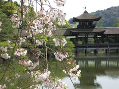 2018春　京都　カオルちゃん　花は遅かった　