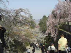 桜のこんぴらさん＆栗林公園の夜桜＆ゲストハウス＆まさかの猫カフェ(=^ェ^=)