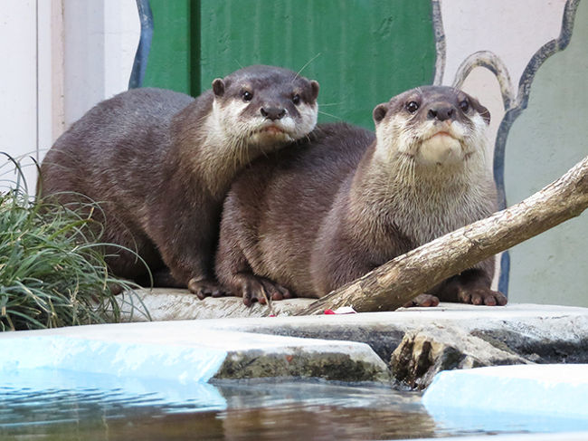 カピパラ温泉でまったり 【智光山公園こども動物園】