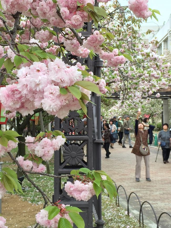 たまたま大阪滞在の日が造幣局桜の通り抜け初日だった。<br /><br />ホテルは天満橋だし行くしかあるまいということで出かけてみた。<br /><br />10:00開門前からすごい人だ。中国人の団体客もかなり多かった。