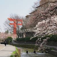 京都ひとり旅１　桜は早朝散歩に限ります　白川通り、岡崎疎水、平安神宮